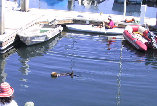 08_Otter
