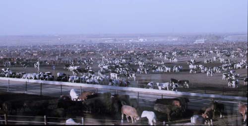 03_Field_of_Cattle