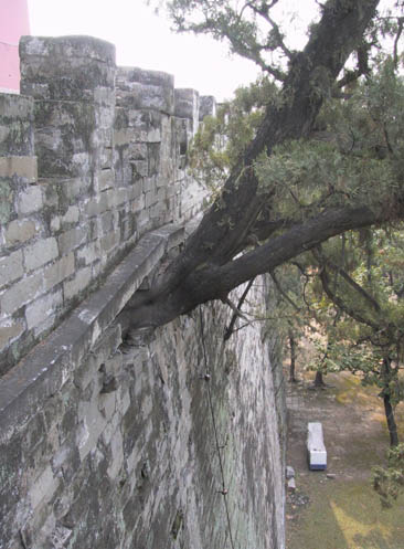 MingTomb_ToughTree