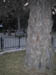 TianTan_GrotesqueTree