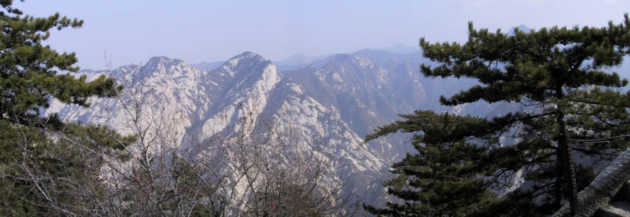 HuashanPine