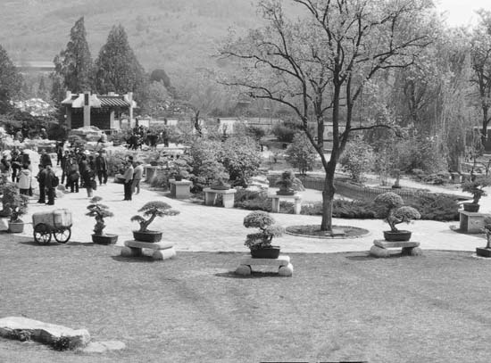 08_Bonsai_Garden