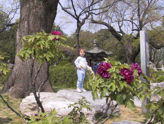 10_Peony_Garden