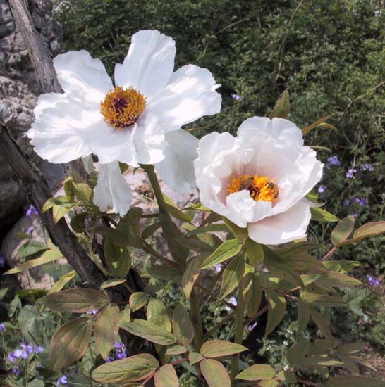 11_Peonies