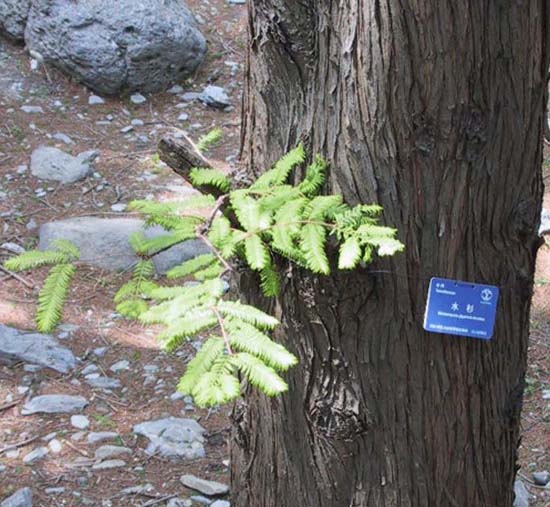13_Ancient_Tree