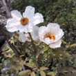 11_Peonies