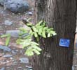 13_Ancient_Tree