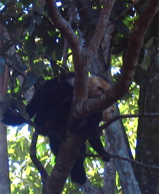 02_monkeys