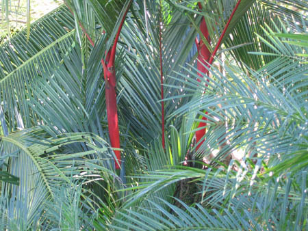 06_more_red