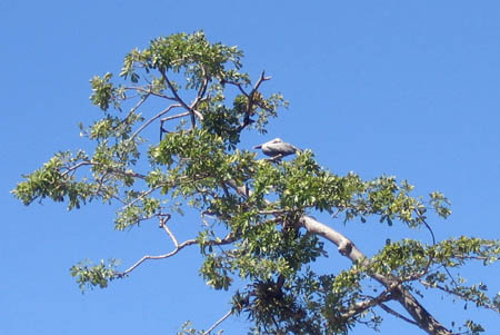 09_pelican_resting