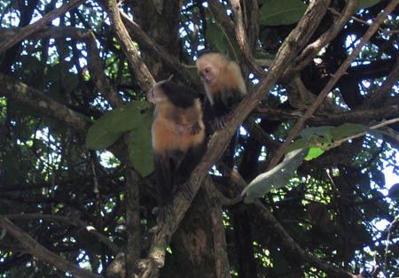 13_baby_monkey