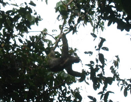19_another_sloth