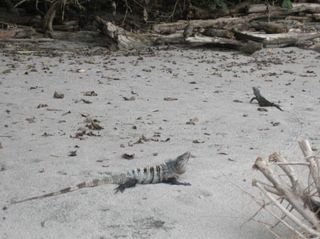 30_two_iguanas