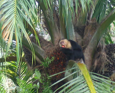 34_byebye_capuchin