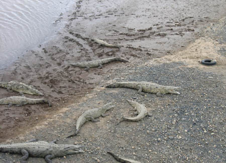 40_crocodile_bridge