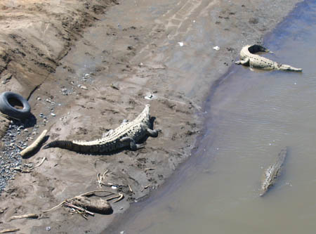 42_crocs