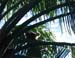 01_Capuchin_monkey