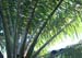 03_monkey_on_palm