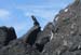 08_iguana_sunning