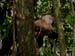 10_more_monkeys