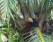 34_byebye_capuchin