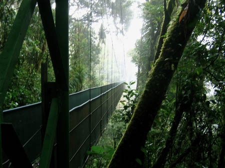 18_canopy_tour_bridge