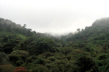 23_jungle_view_