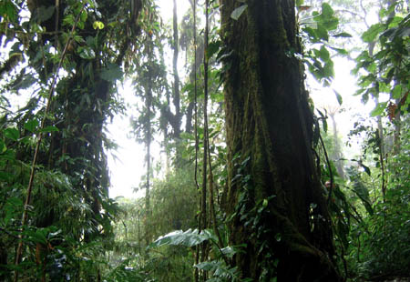 25_in_the_jungle