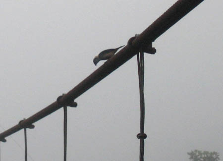 27_bird2