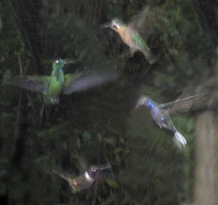 30_hummingbird_collage
