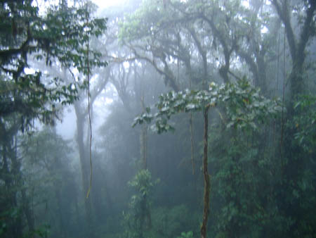 31_cloud_forest