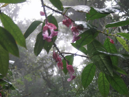 36_more_flora