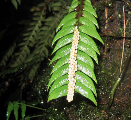 38_fern
