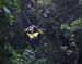 13_Matthew_Tarzan