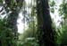 25_in_the_jungle