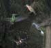 30_hummingbird_collage