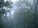 31_cloud_forest