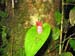 34_orchid