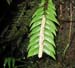 38_fern