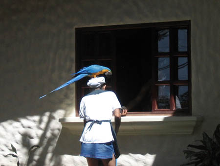 05_another_parrot