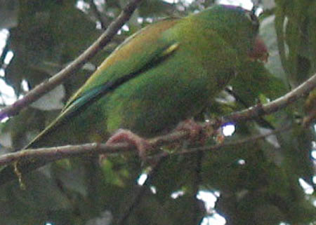 15_bird