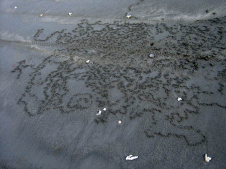 31_crab_art