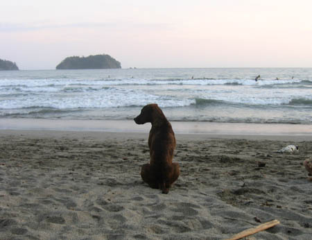 32_dog