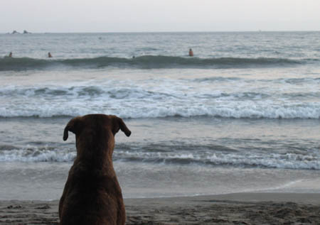 33_surf_dreams