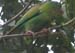 15_bird