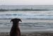 33_surf_dreams