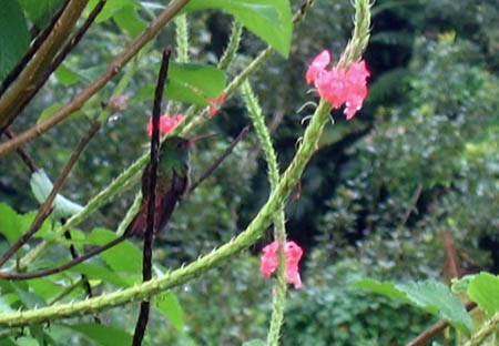 09_hummingbird
