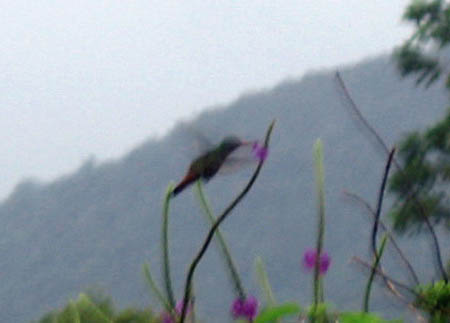 10_humming