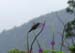 10_humming