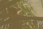 Manuel Antonio